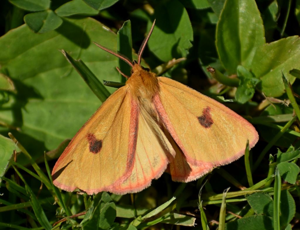 Falena da identificare: Diacrisia sannio - Erebidae